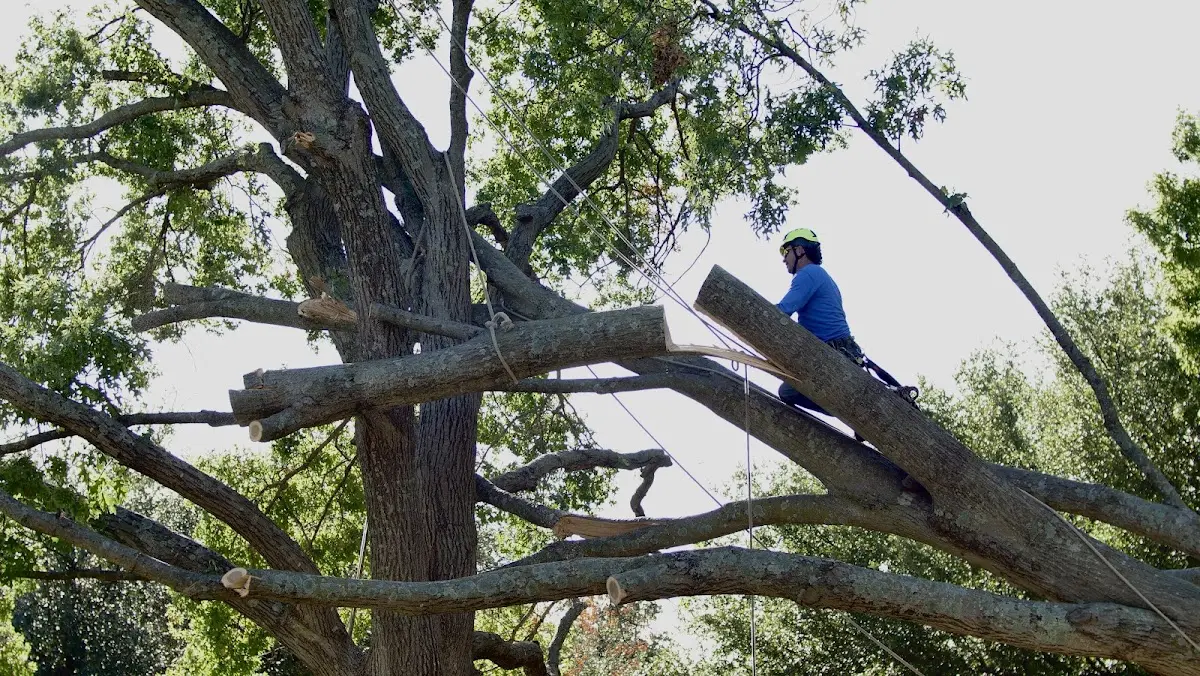 Professional Crown Thinning performed by certified arborists in Datil