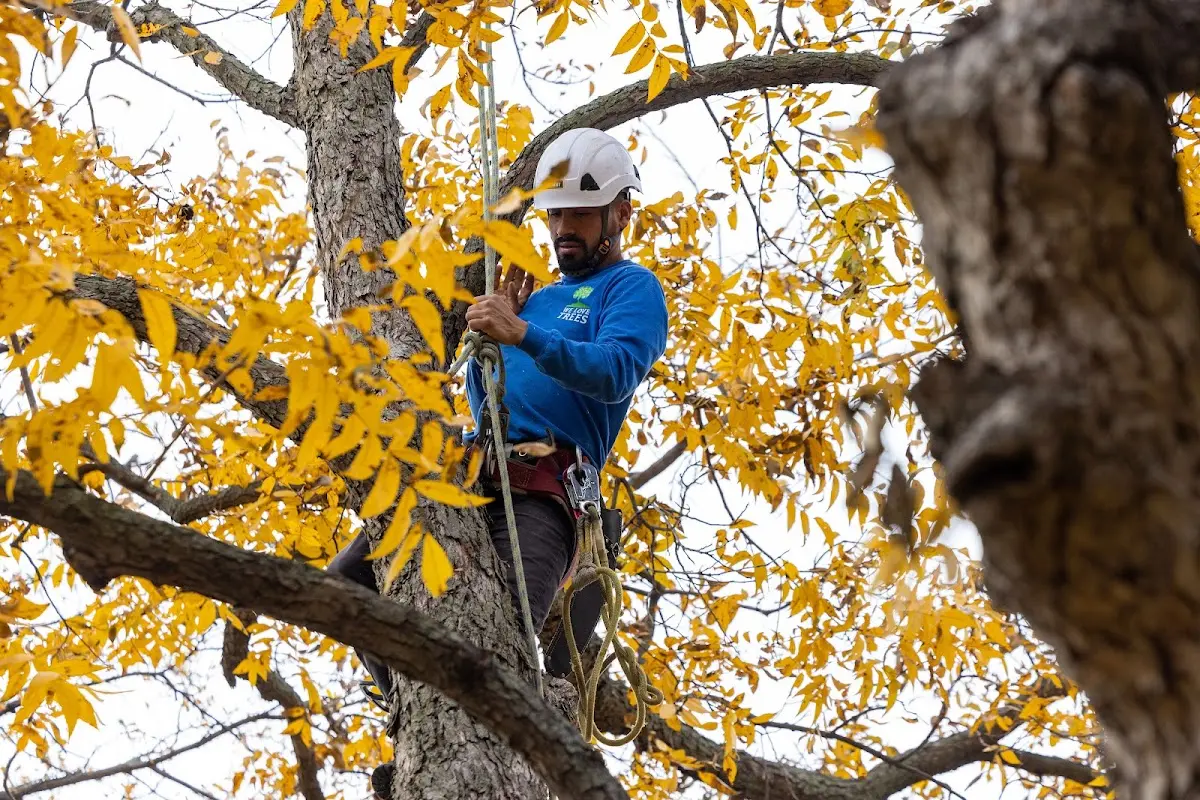 Skilled Storm Damage Cleanup crew working in Datil